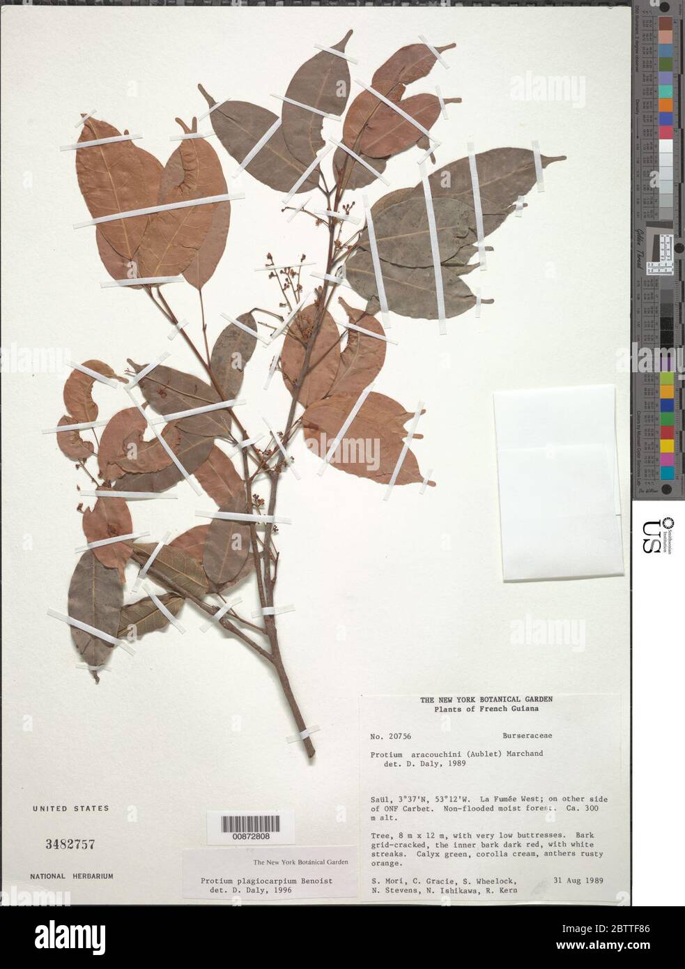 Protium plagiocarpium Benoist. Stock Photo
