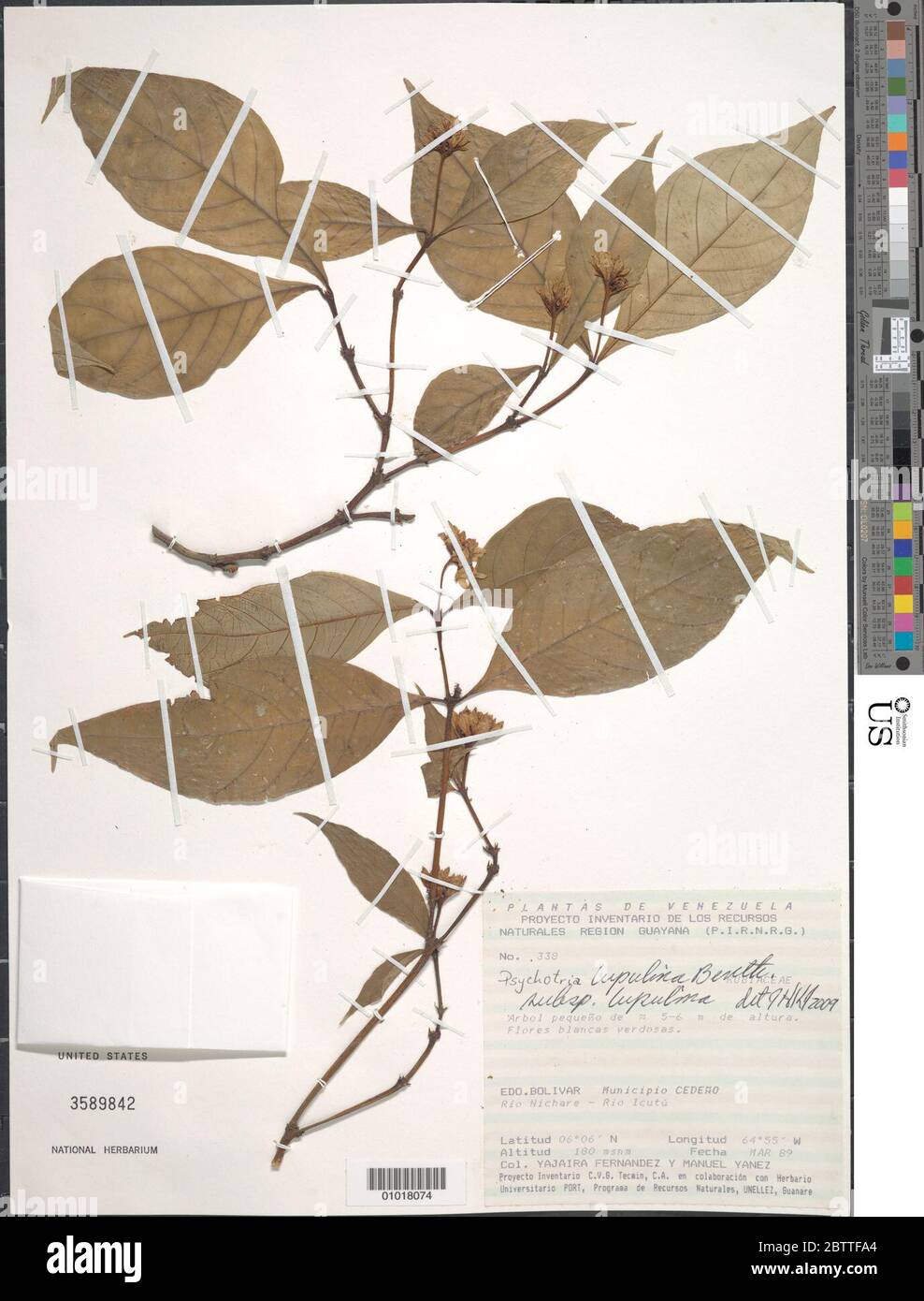 Psychotria lupulina Benth subsp lupulina. Stock Photo