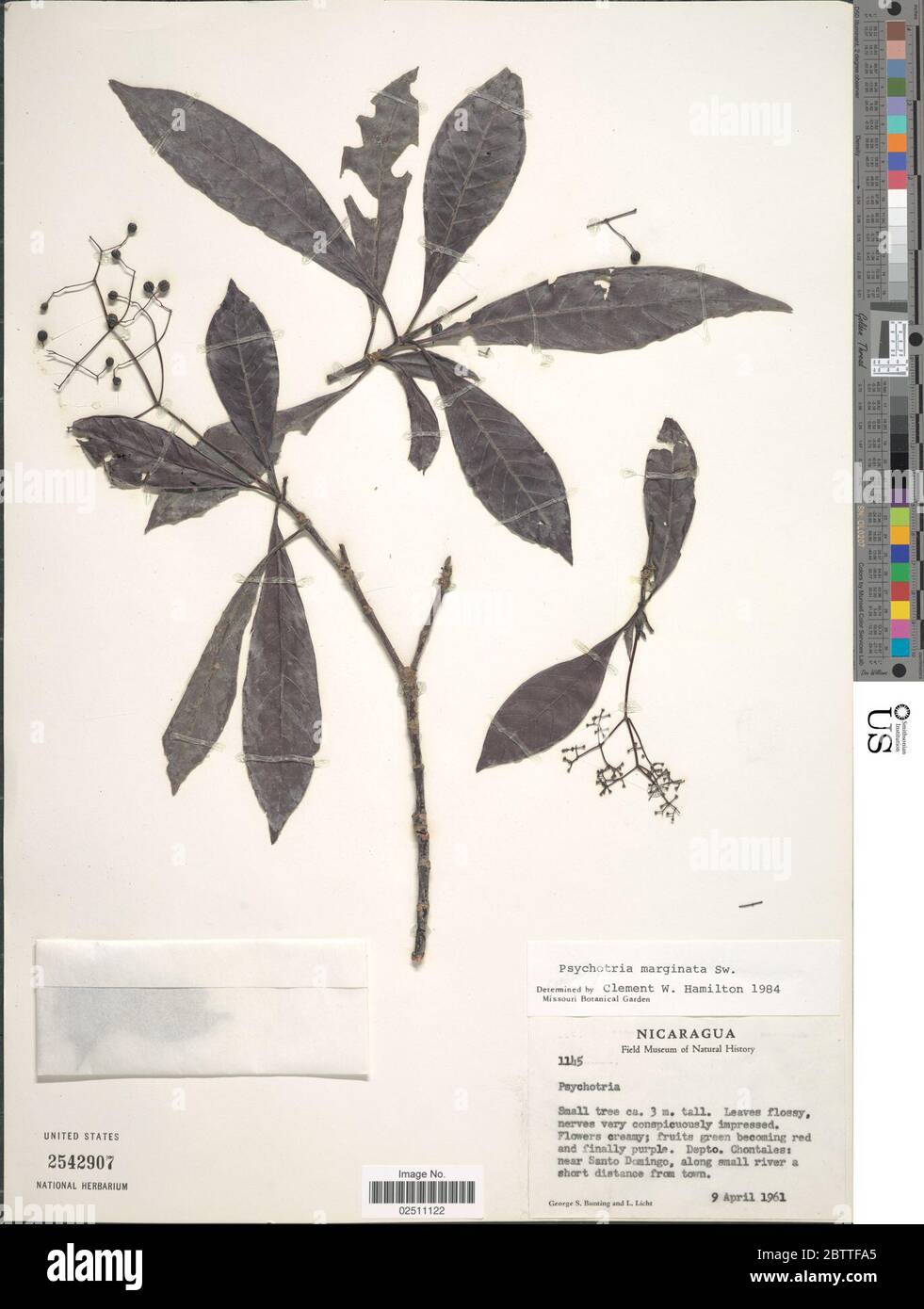 Psychotria marginata Sw. Stock Photo