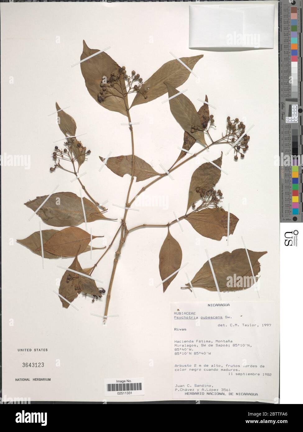 Psychotria pubescens Sw. Stock Photo