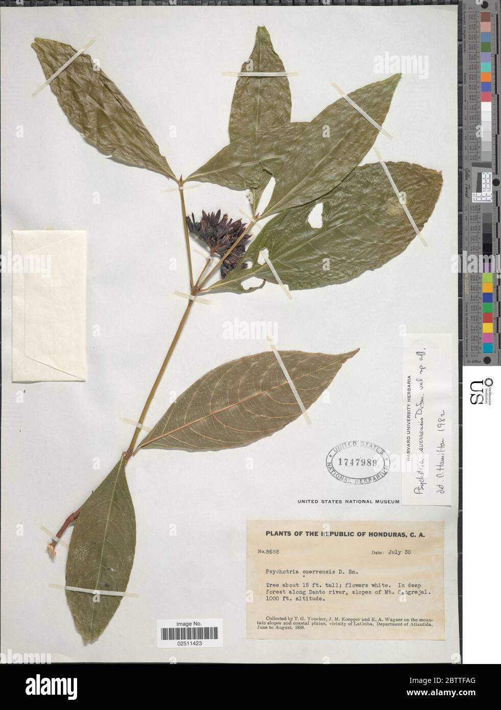 Psychotria suerrensis Donn Sm. Stock Photo
