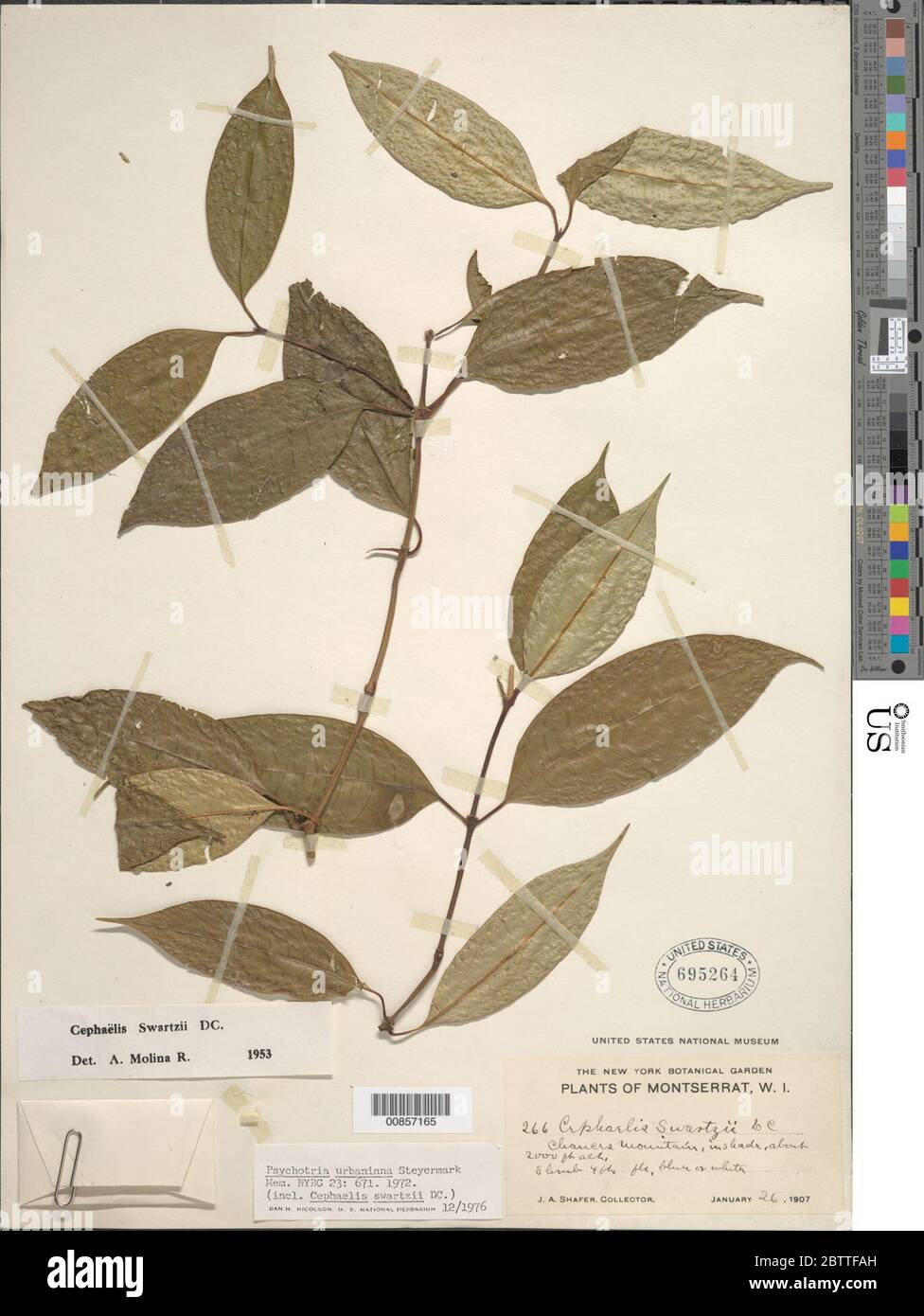 Psychotria urbaniana Steyerm. Stock Photo