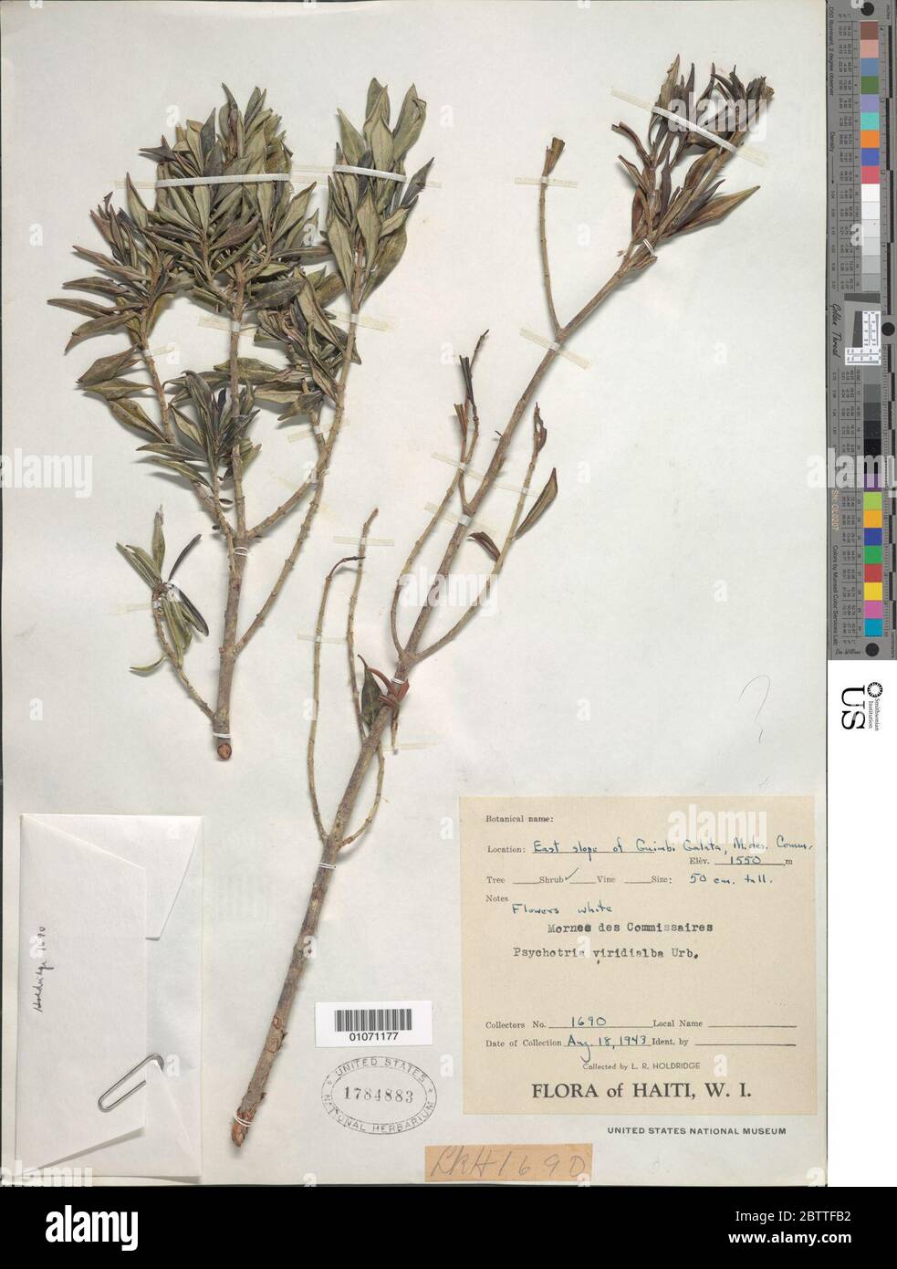 Psychotria viridialba Urb. Stock Photo