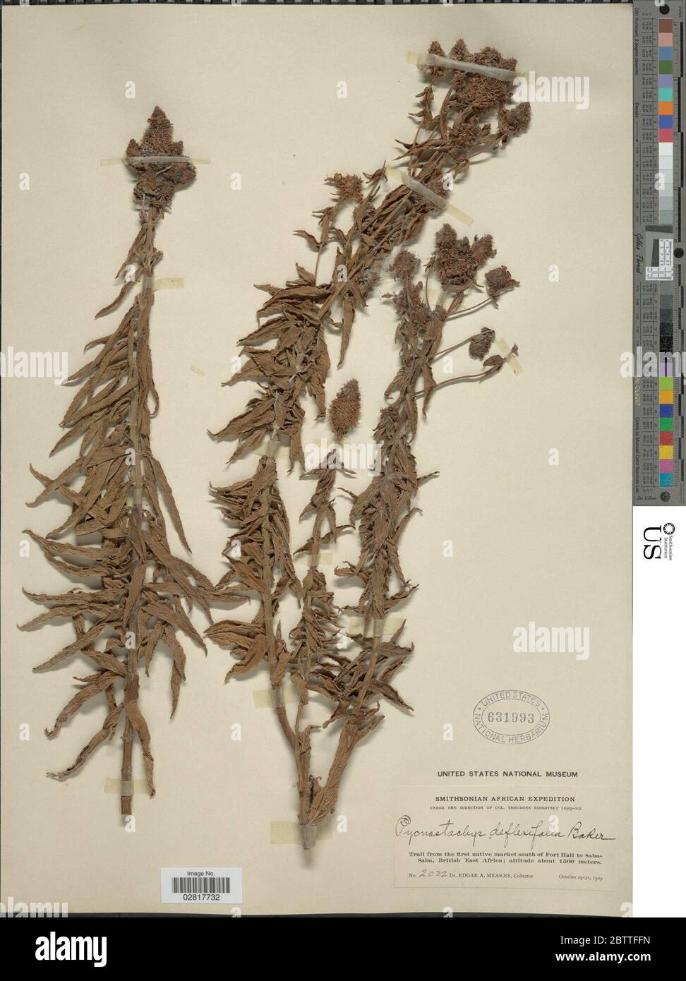 Pycnostachys deflexifolia Baker. Stock Photo