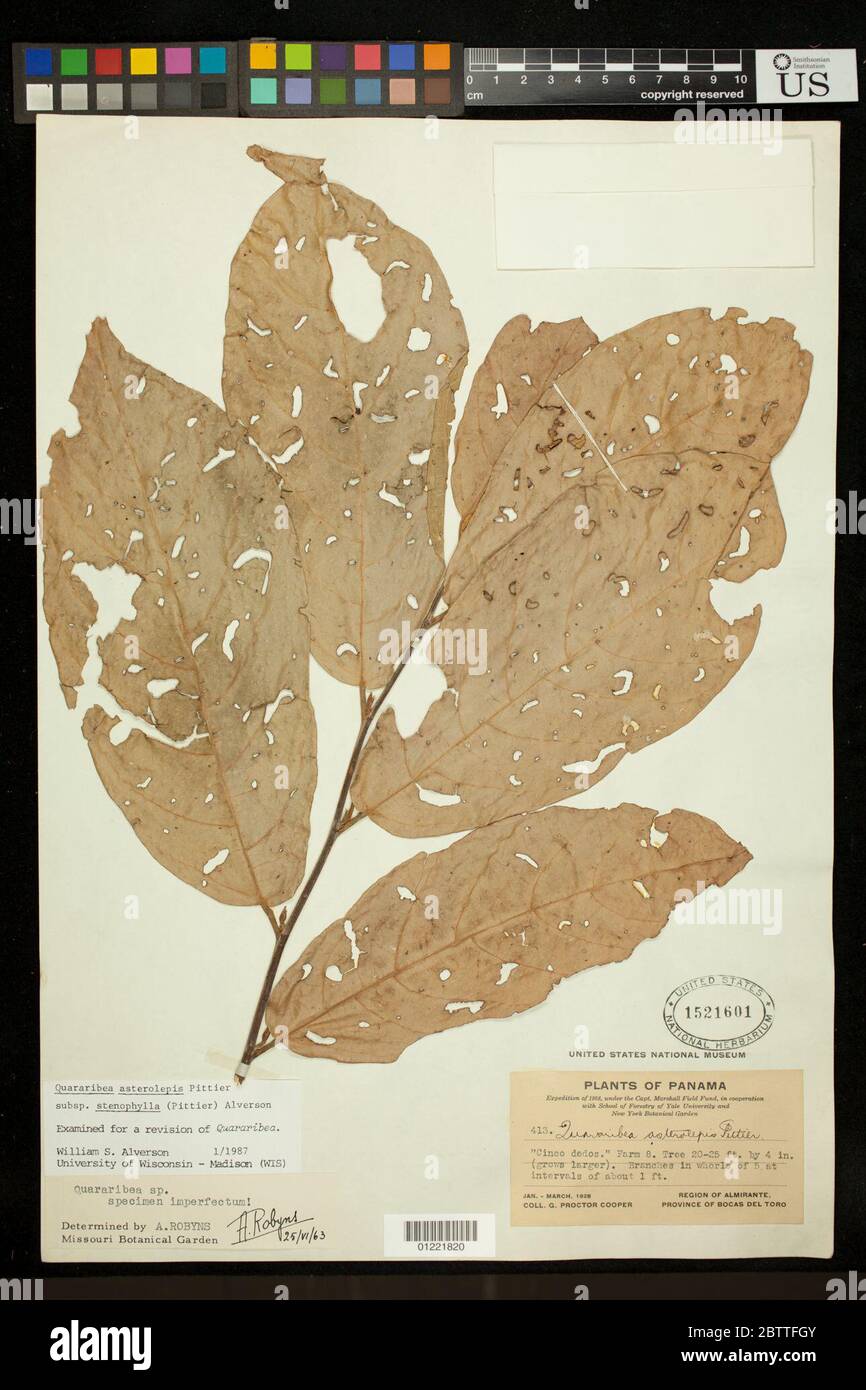 Quararibea asterolepis subsp stenophylla WS Alverson. Stock Photo