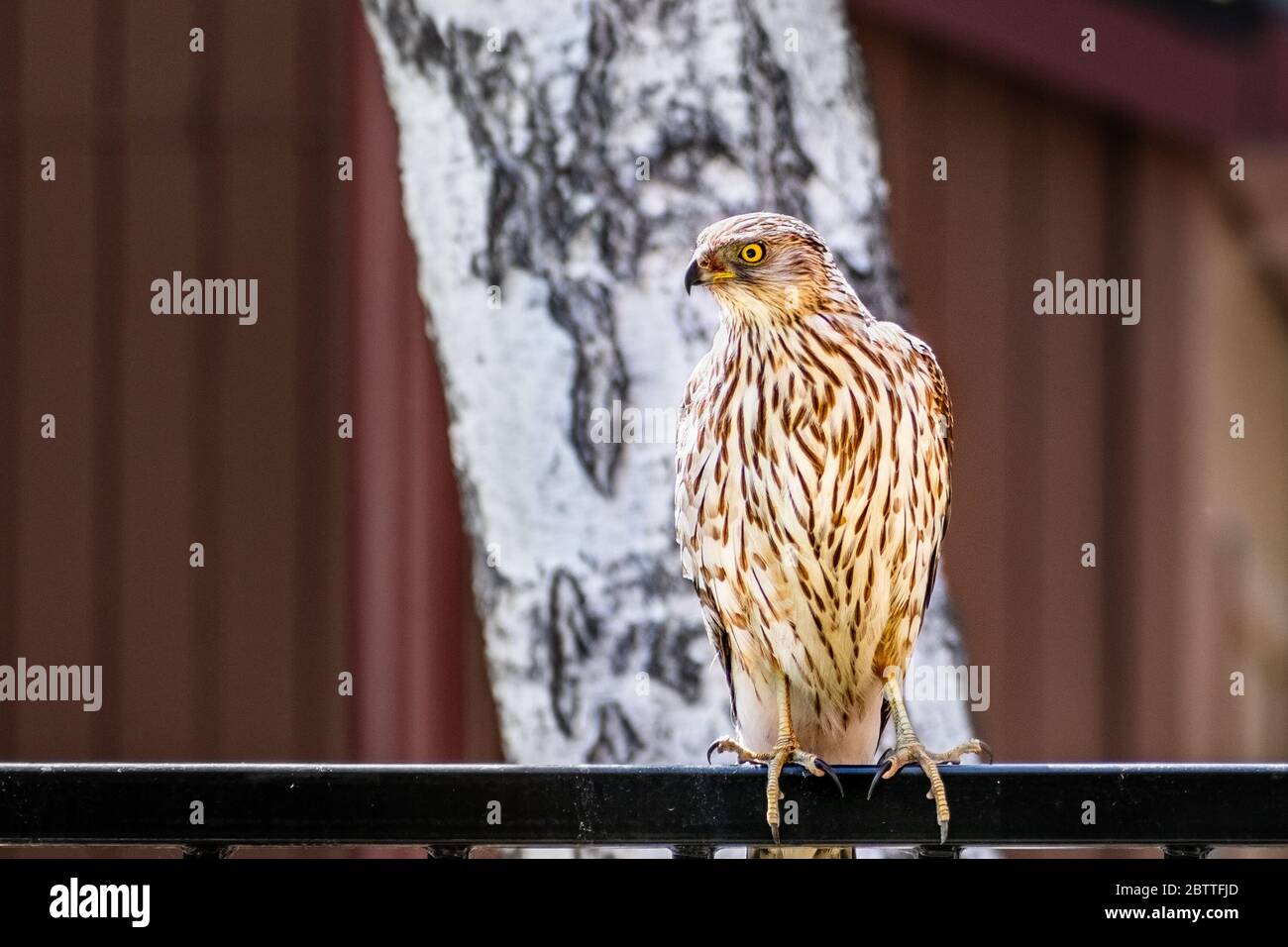 Close up of Cooper's Hawk (Accipiter cooperii) perched on a fence, birch tree and building wall visible in the background; San Francisco Bay Area, Cal Stock Photo