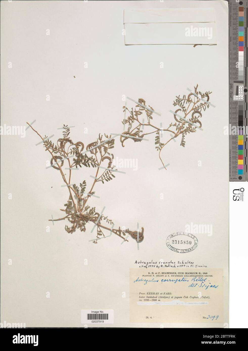Astragalus crenatus Schult. 28 Dec 20171 Stock Photo