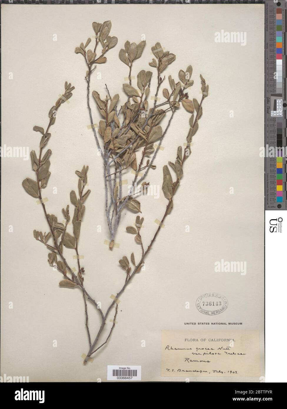 Rhamnus crocea var pilosa Trel ex Curran. Stock Photo