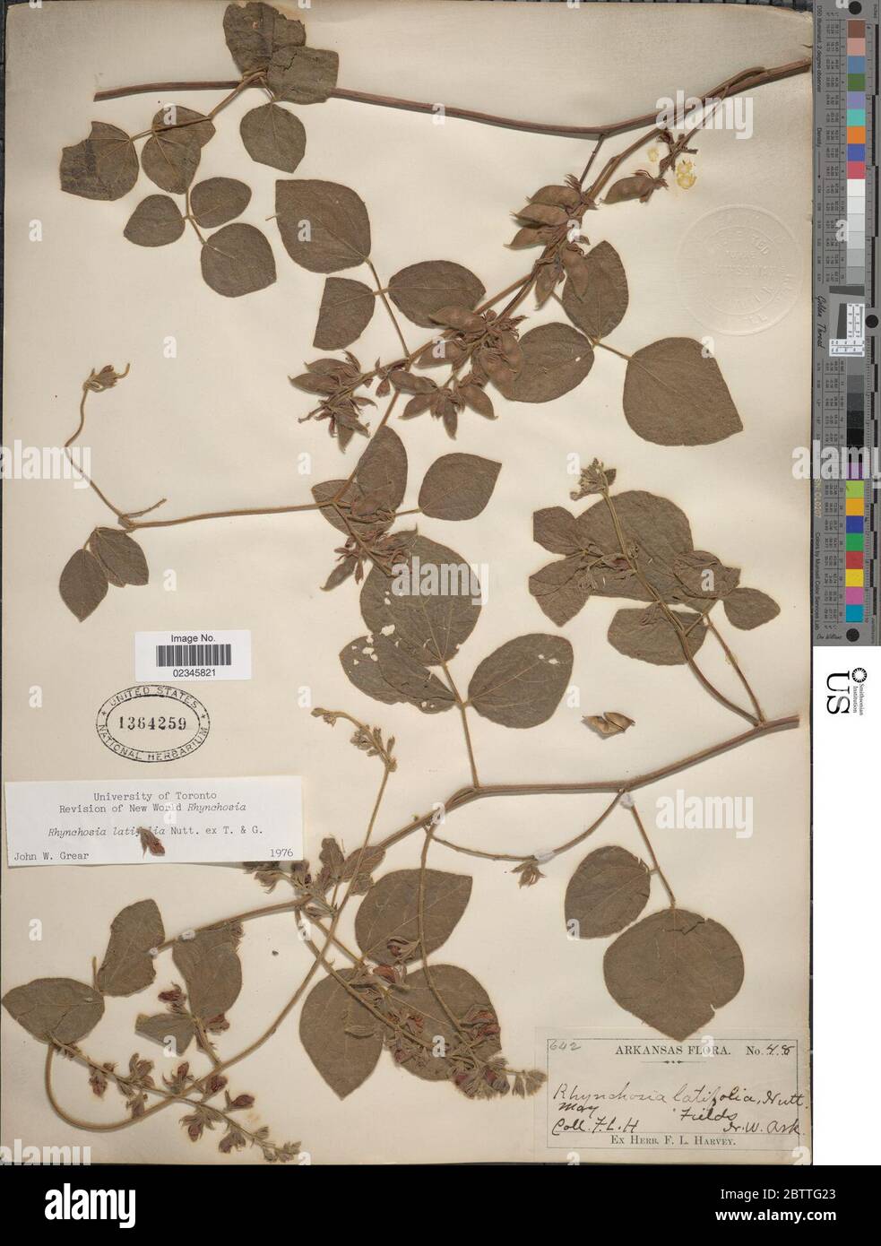 Rhynchosia latifolia Nutt ex Torr A Gray. Stock Photo