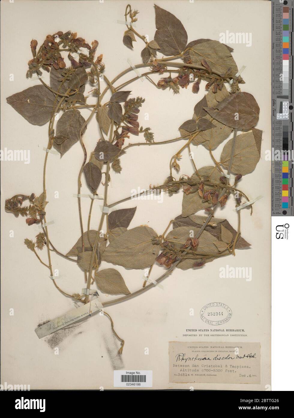 Rhynchosia discolor M Martens Galeotti. Stock Photo