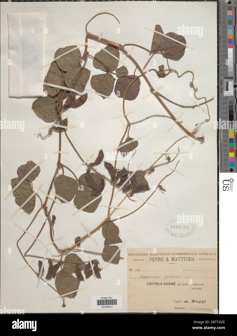 Rhynchosia caribaea Jacq DC. Stock Photo