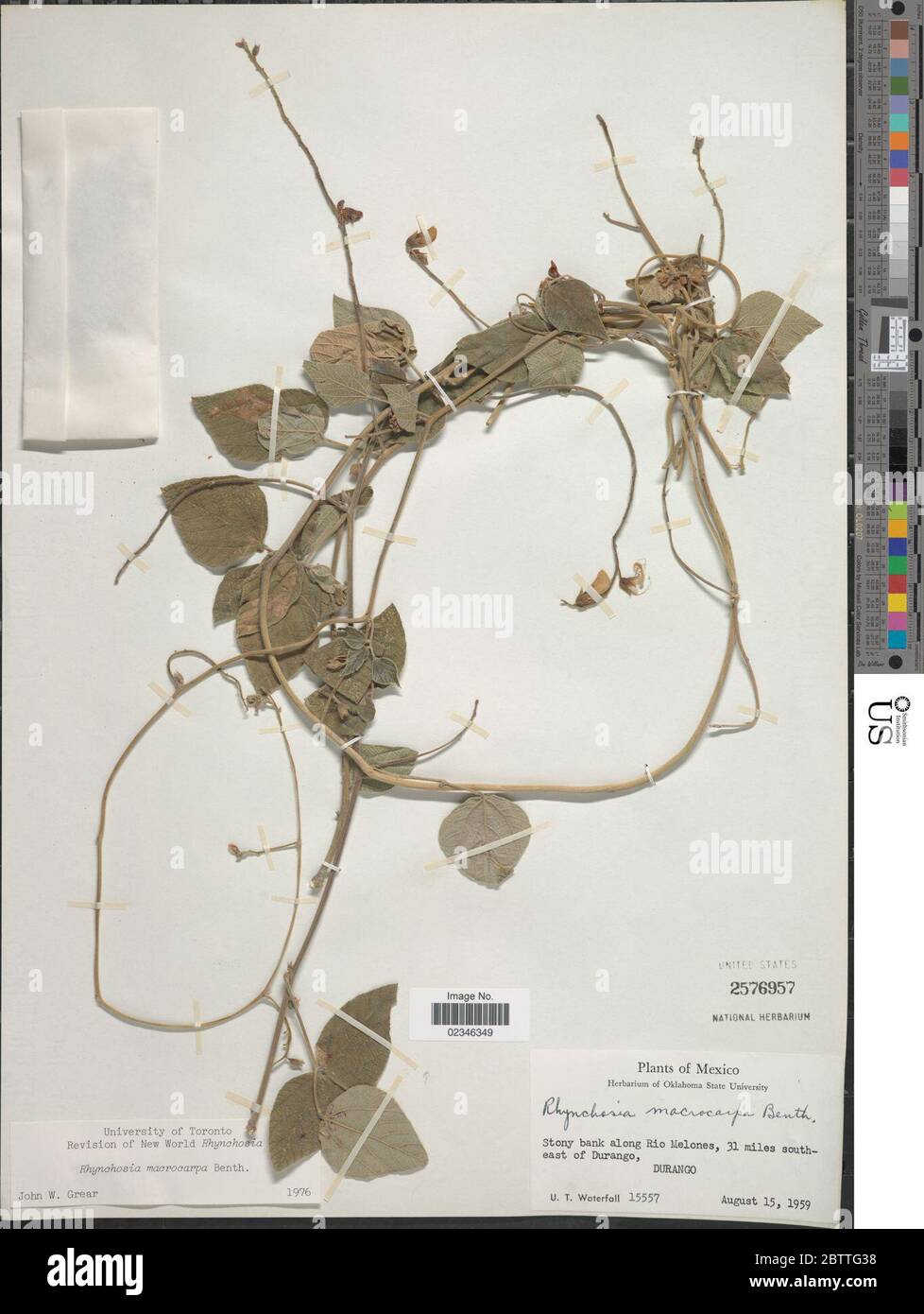 Rhynchosia macrocarpa Benth. Stock Photo
