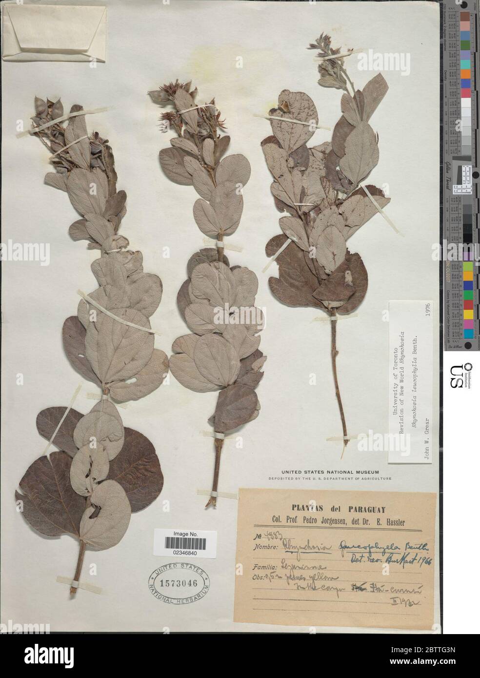 Rhynchosia leucophylla Benth. Stock Photo