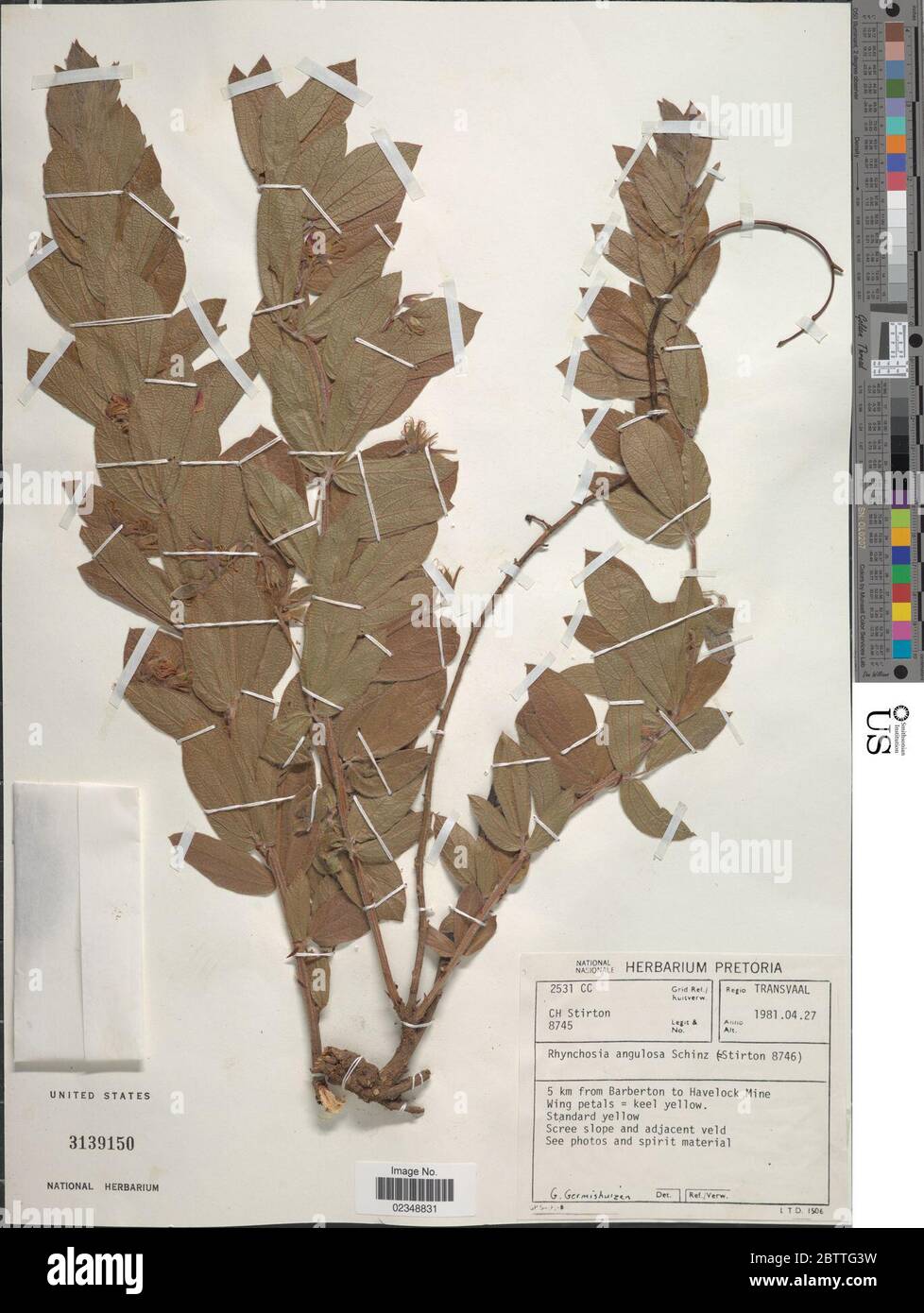 Rhynchosia angulosa Schinz. Stock Photo