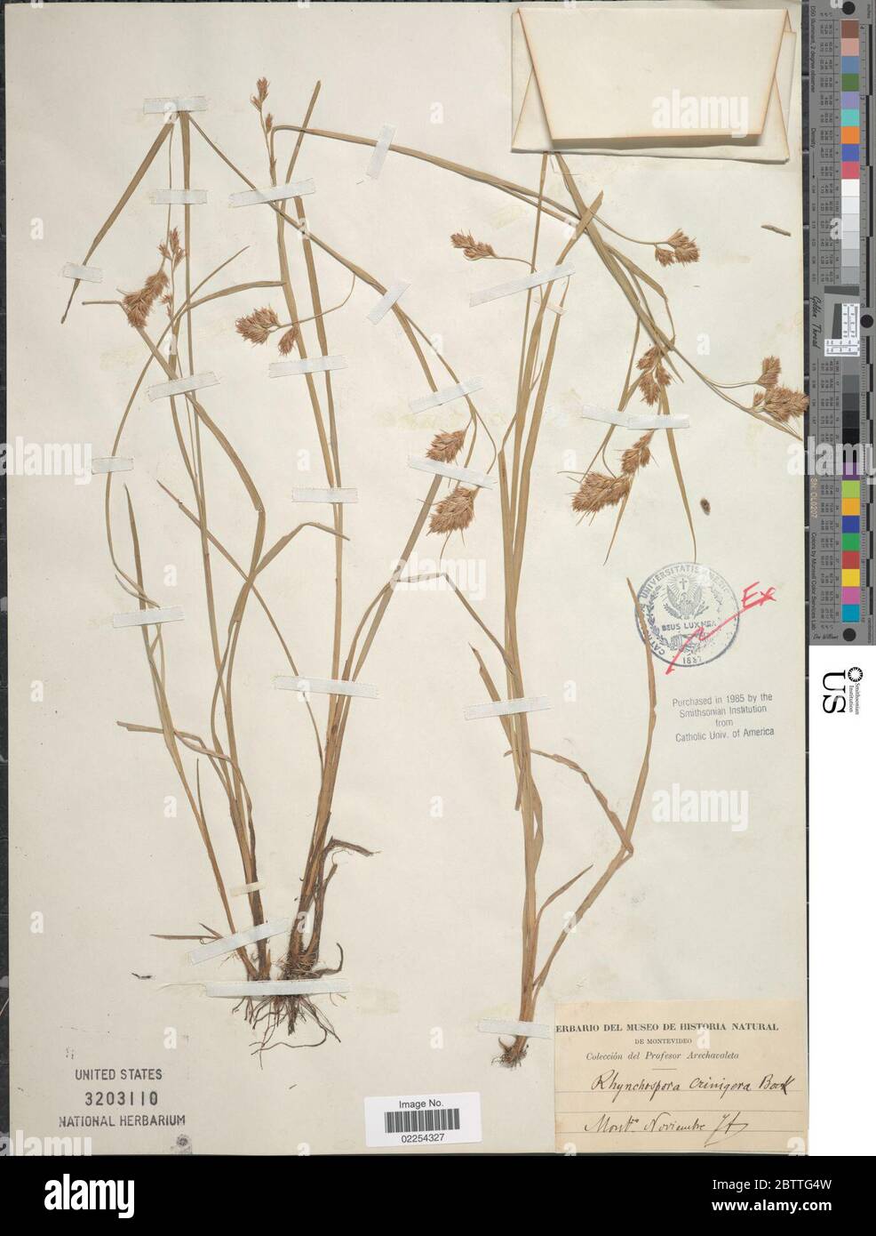 Rhynchospora crinigera Boeckeler. Stock Photo