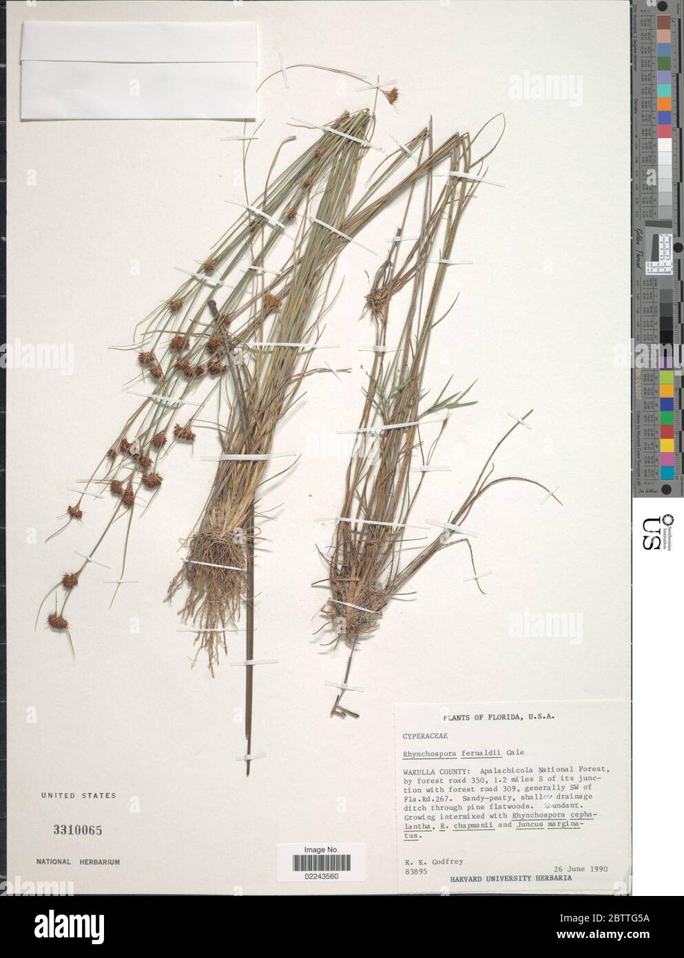 Rhynchospora fernaldii Gale. Stock Photo