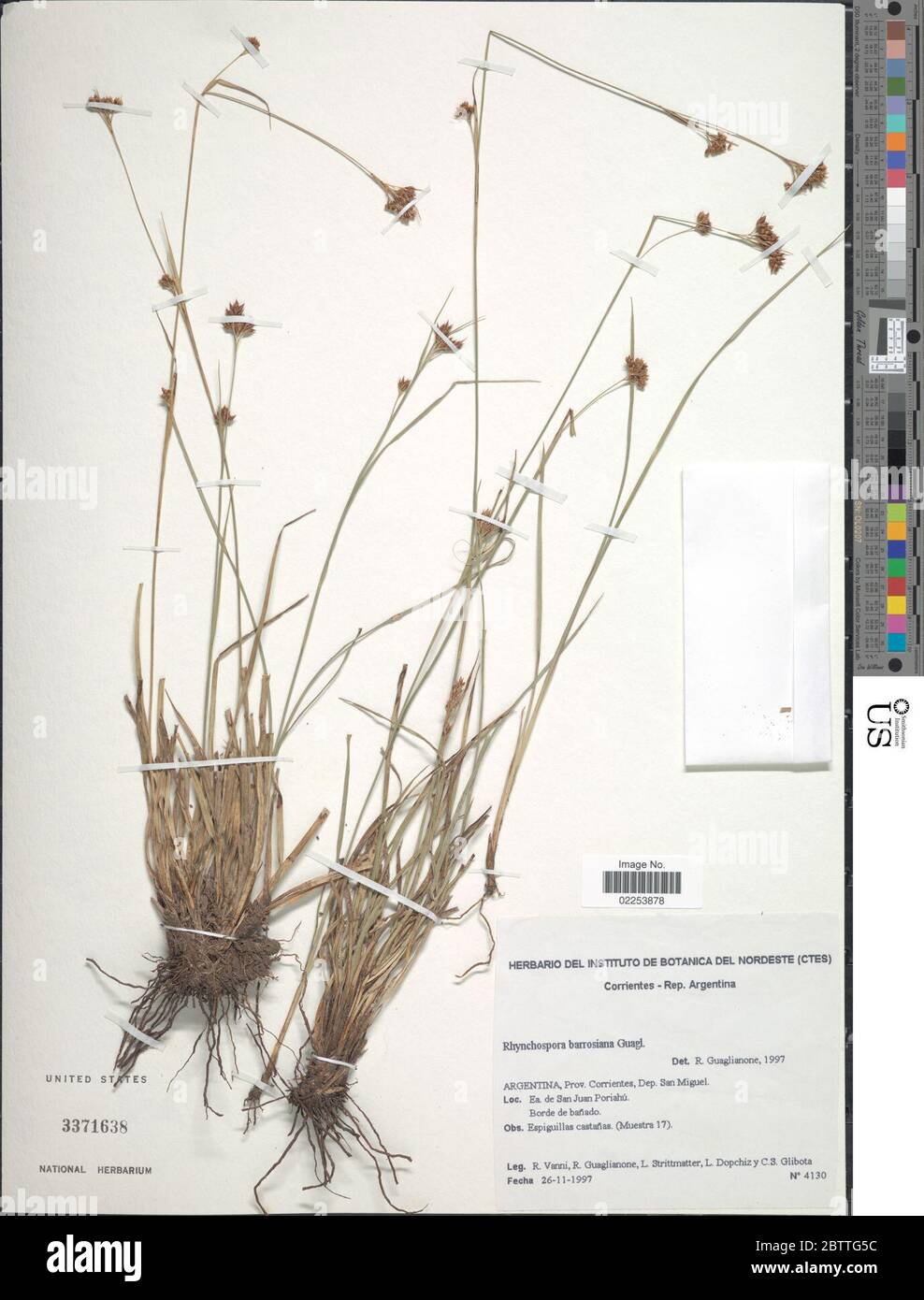 Rhynchospora barrosiana Guagl. Stock Photo