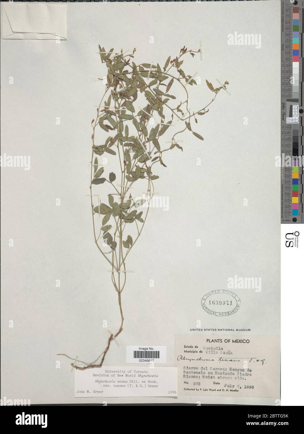 Rhynchosia senna Gillies ex Hook. Stock Photo