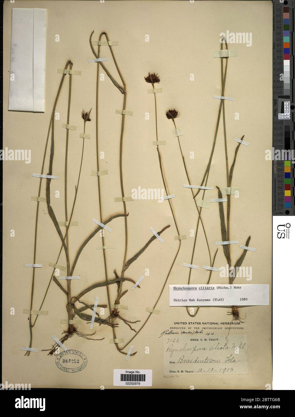 Rhynchospora ciliaris Michx C Mohr. Stock Photo