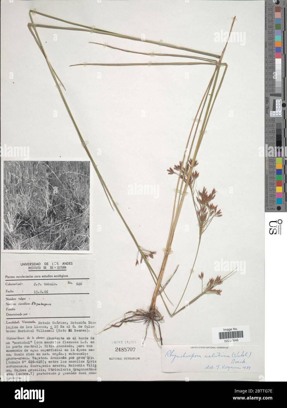 Rhynchospora velutina Kunth Boeckeler. Stock Photo