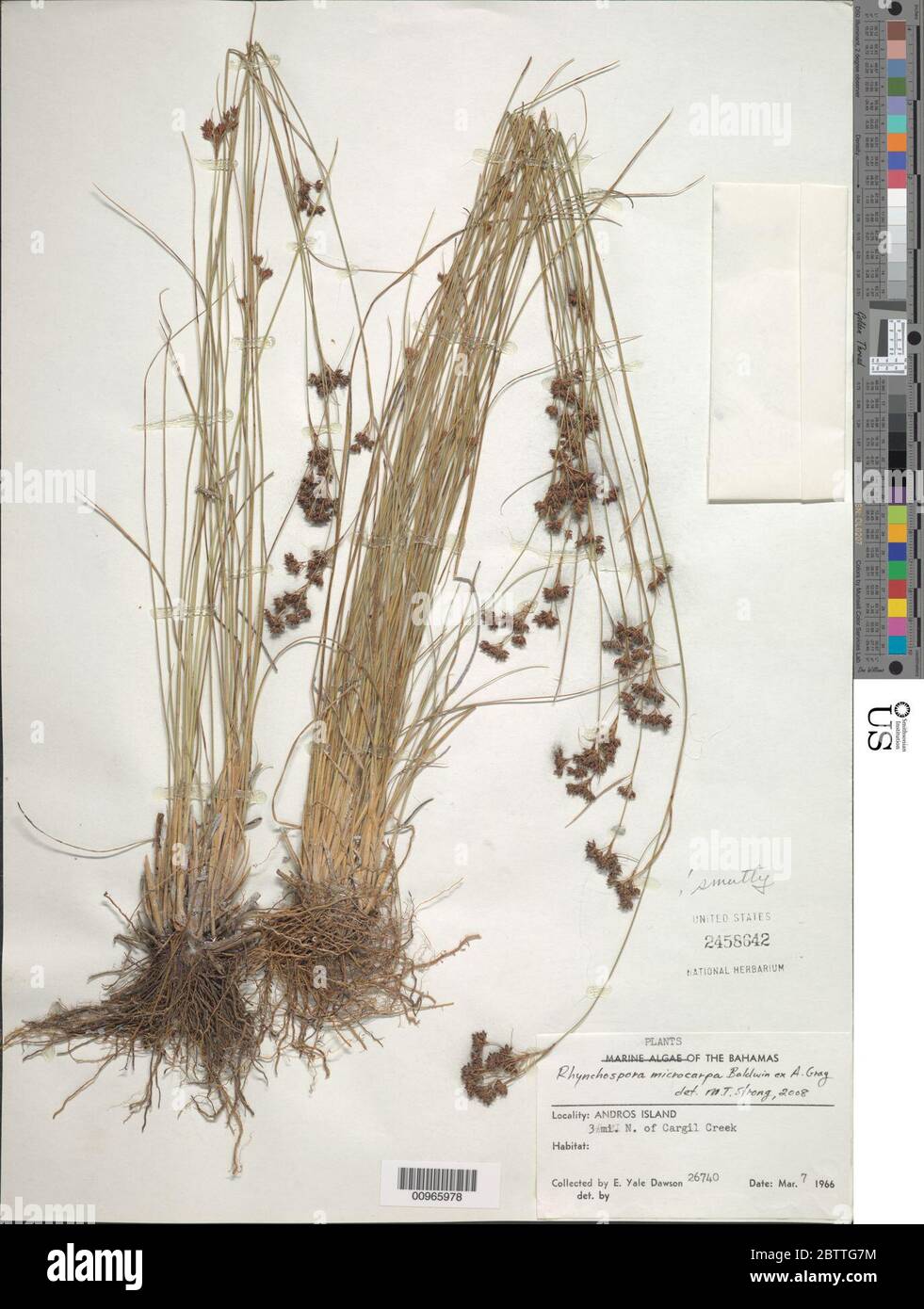 Rhynchospora microcarpa Baldwin ex A Gray. Stock Photo