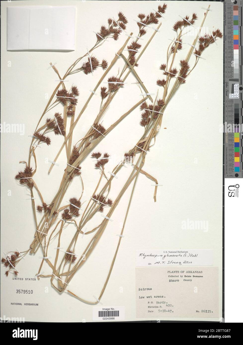 Rhynchospora glomerata L Vahl. Stock Photo