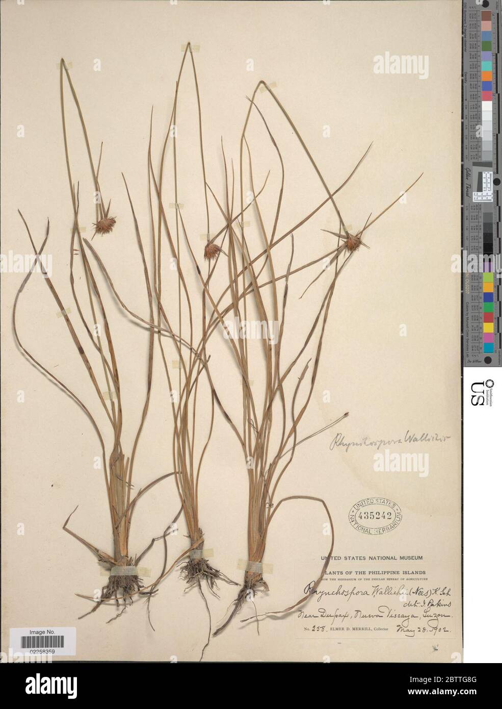 Rhynchospora rubra Lour Makino. Stock Photo