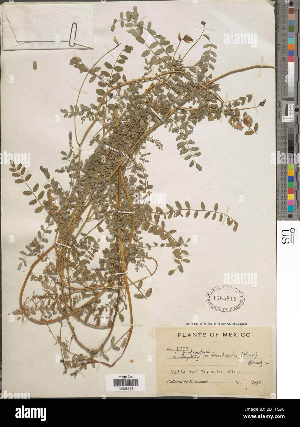 Astragalus guatemalensis var brevidentatus Hemsl Barneby. 29 Dec 20171 Stock Photo