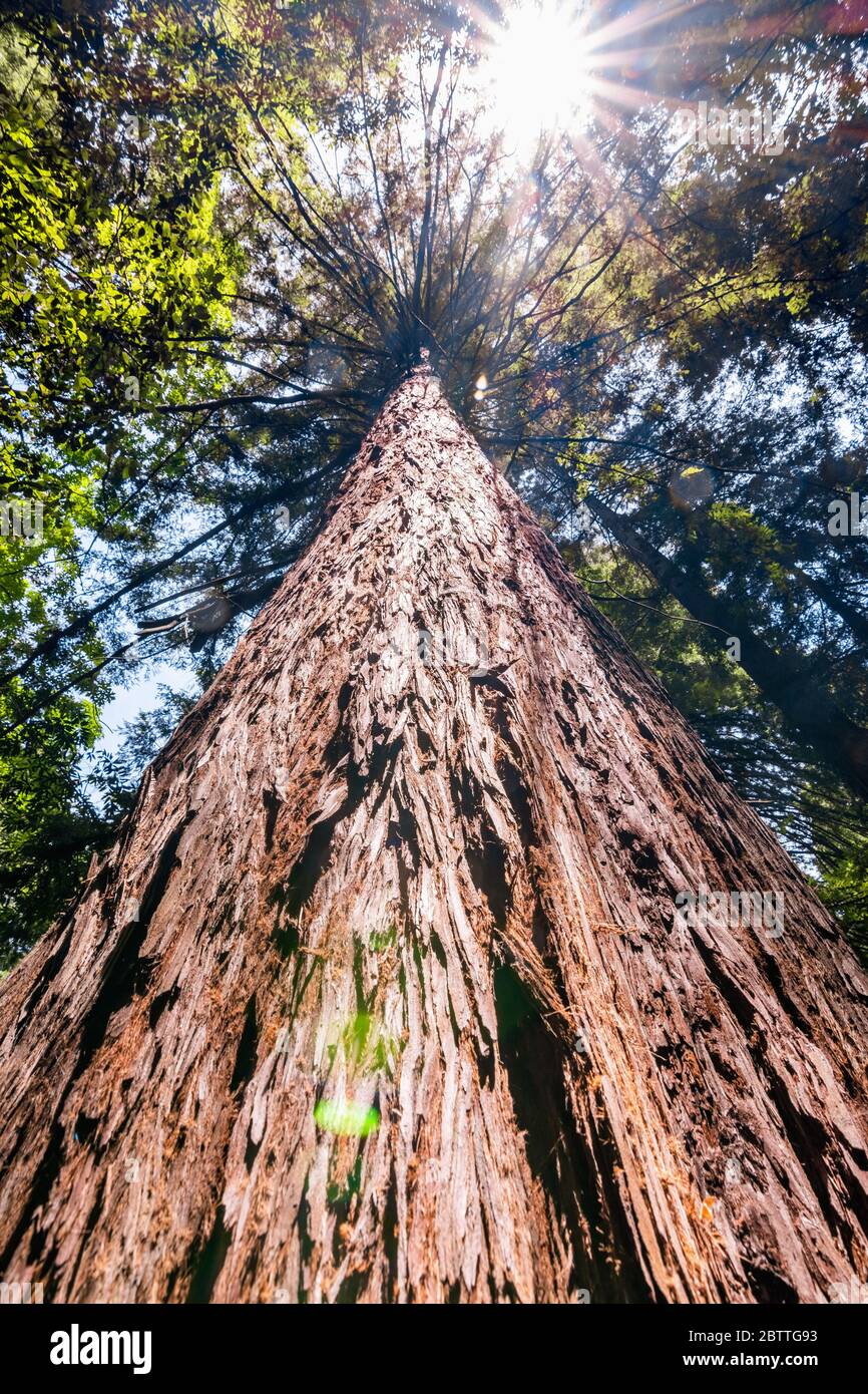 Large Redwood tree (Sequoia sempervirens) growing in the forests of