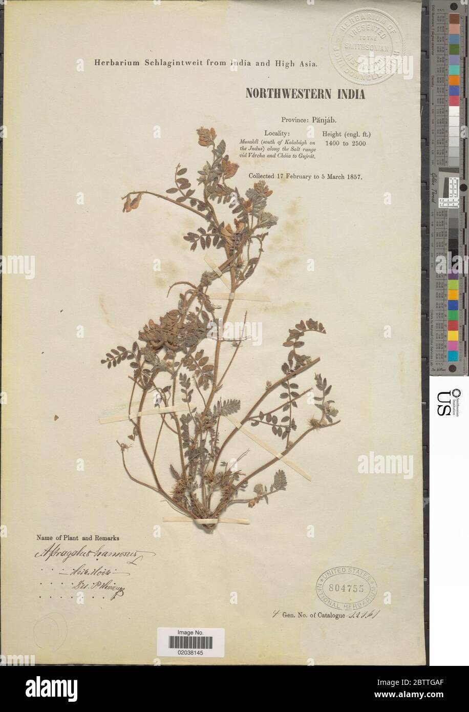 Astragalus hamosus L. 11 Jan 20181 Stock Photo
