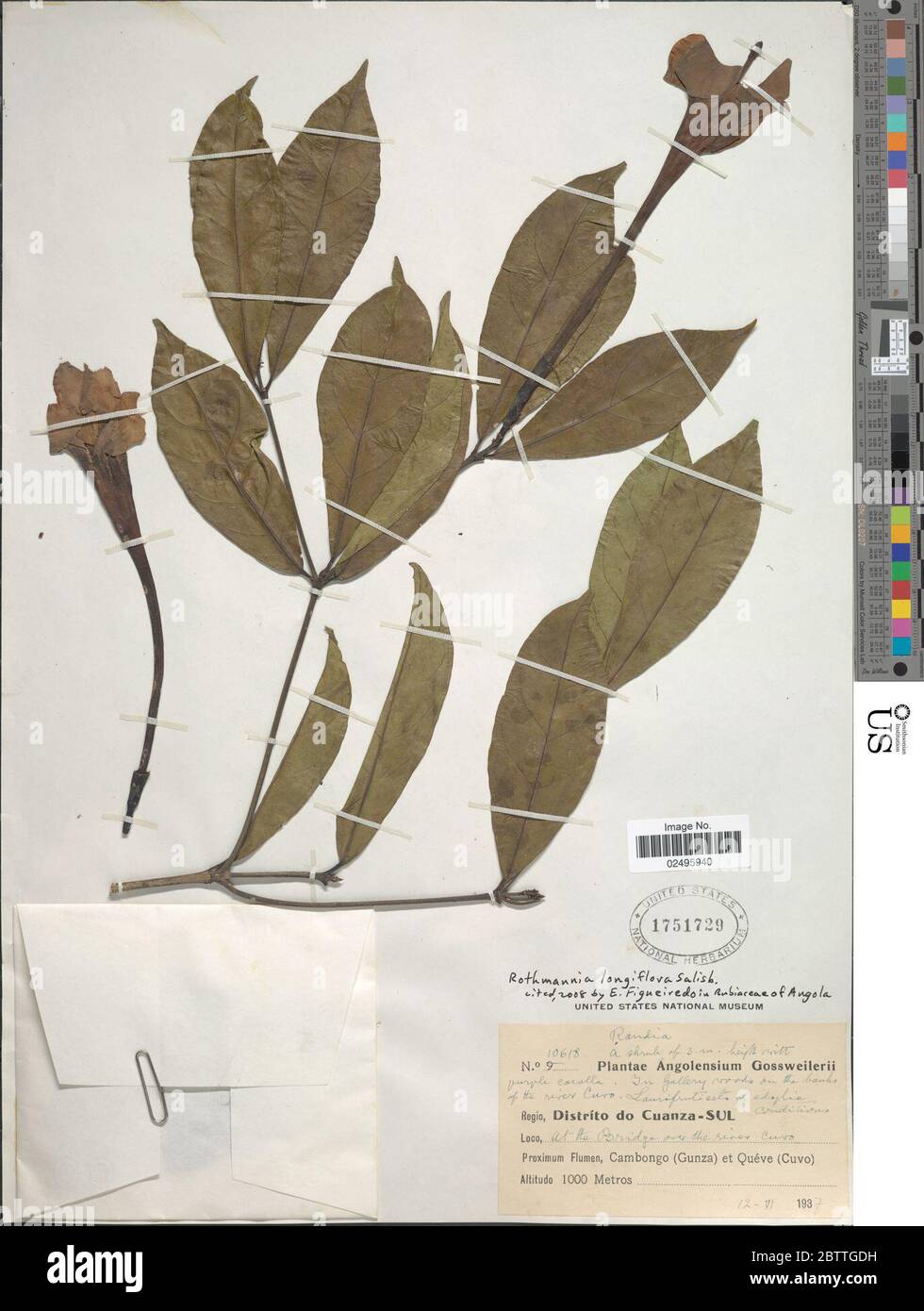 Rothmannia longiflora Salisb. Stock Photo
