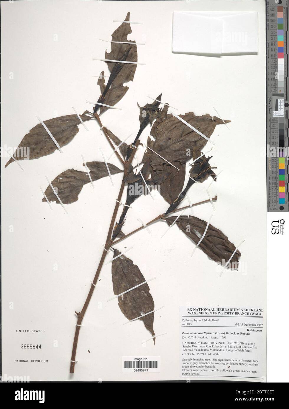 Rothmannia urcelliformis. Stock Photo