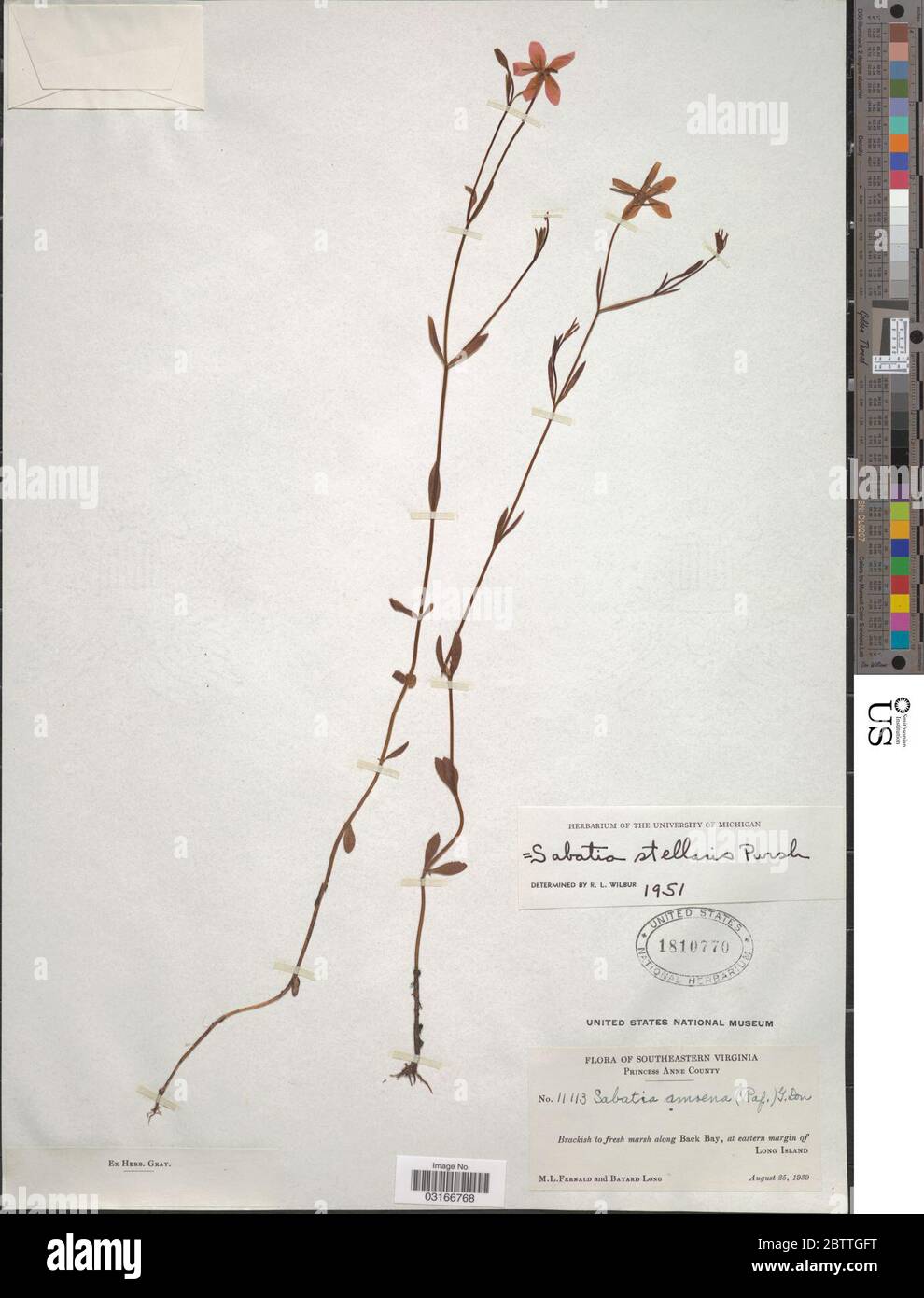 Sabatia stellaris Pursh. Stock Photo