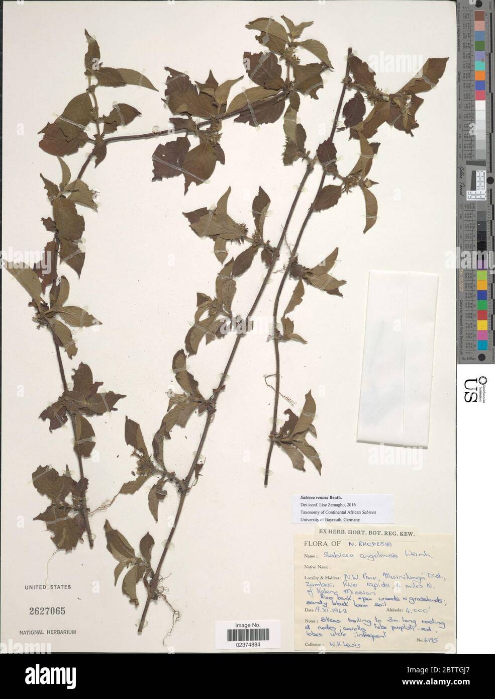 Sabicea venosa Benth. Stock Photo
