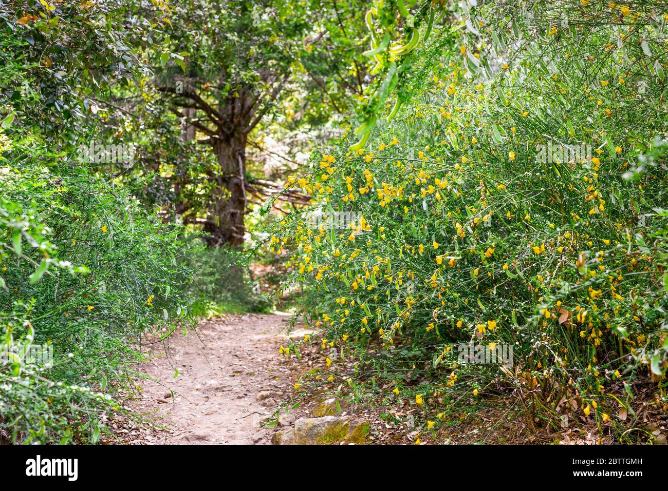 English Broom (Cytisus scoparius) blooming on the trails of Santa Cruz Mountains, California; English Broom, of European origins, has become highly in Stock Photo