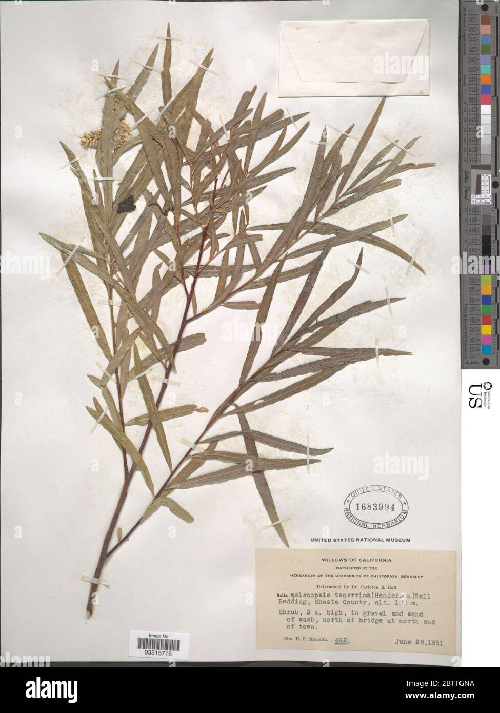 Salix melanopsis var tenerrima LF Hend CR Ball. Stock Photo