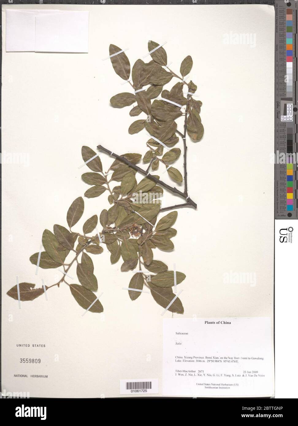 Specimen salix hi-res stock photography and images - Alamy
