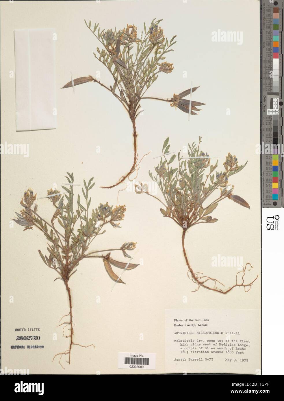 Astragalus missouriensis Nutt. http://www.inaturalist.org/observations/636793111 Jul 20181 Stock Photo