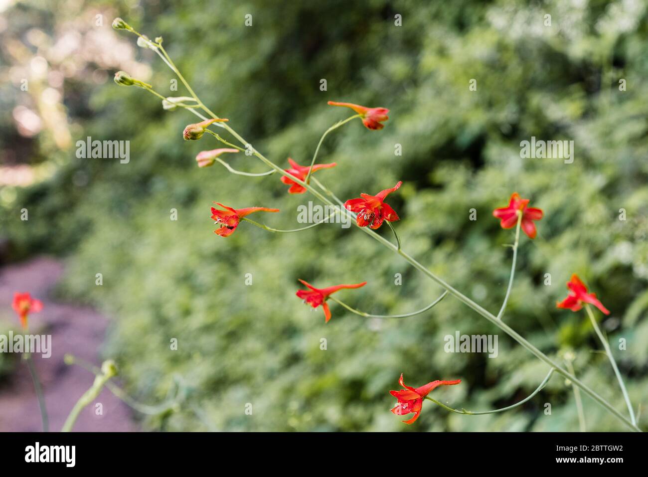 Red Larkspur (Delphinium nudicaule) wildflowers blooming in the forests of Santa Cruz Mountains, California Stock Photo