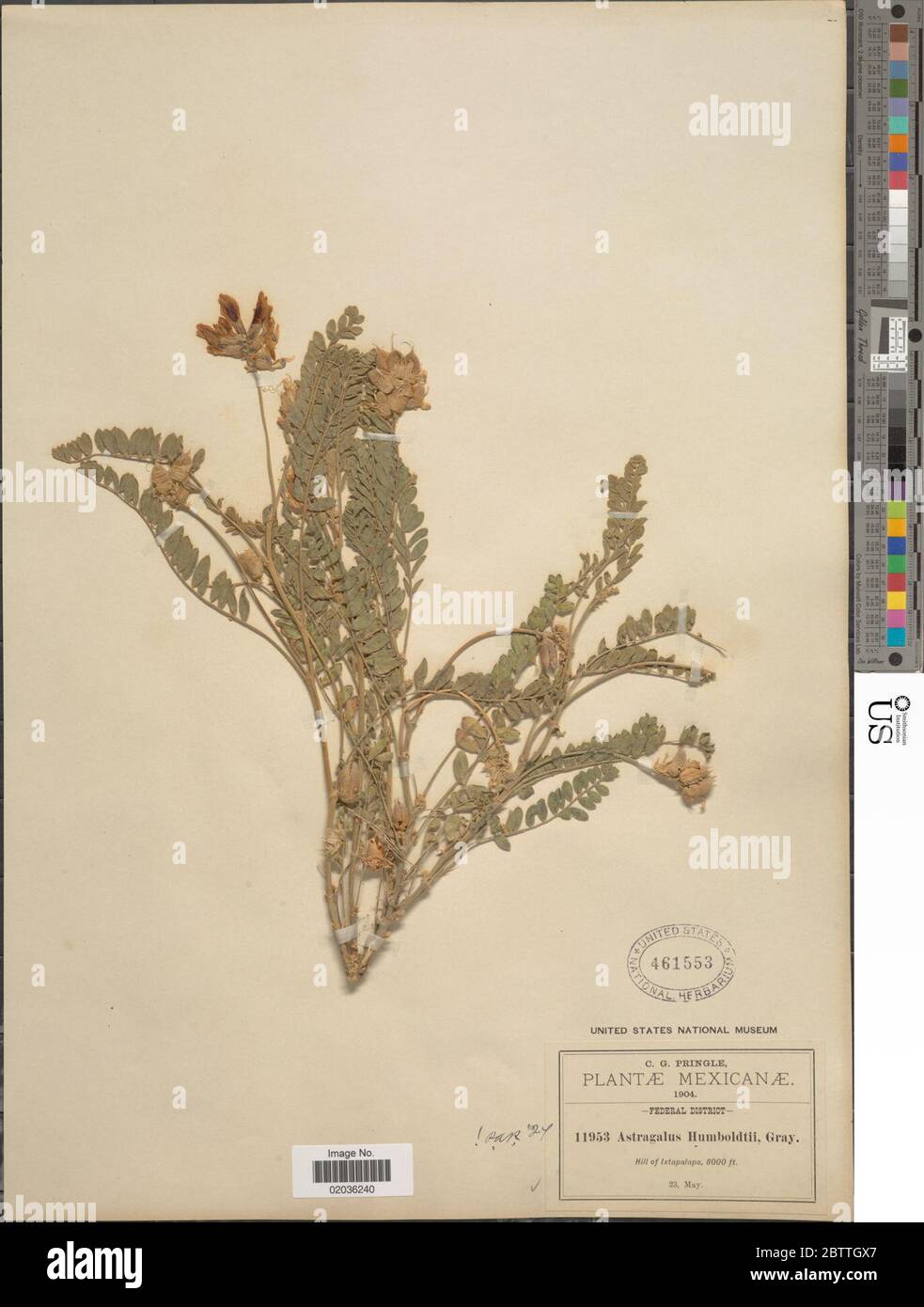 Astragalus mollissimus var irolanus ME Jones Barneby. 28 Dec 20171 Stock Photo