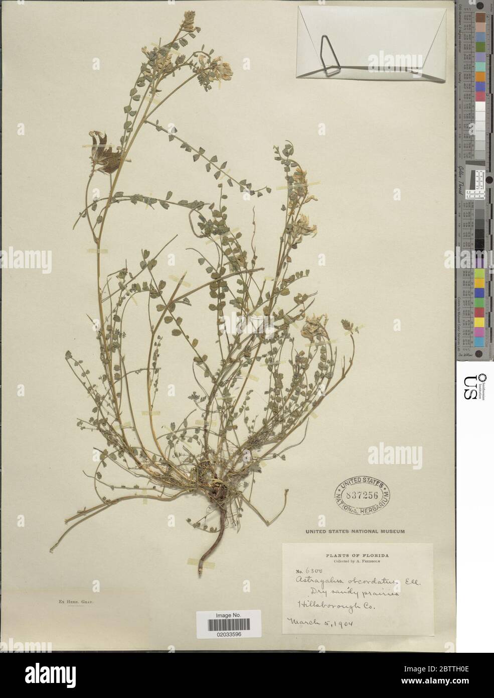Astragalus obcordatus Boiss nom illeg. 28 Dec 20171 Stock Photo