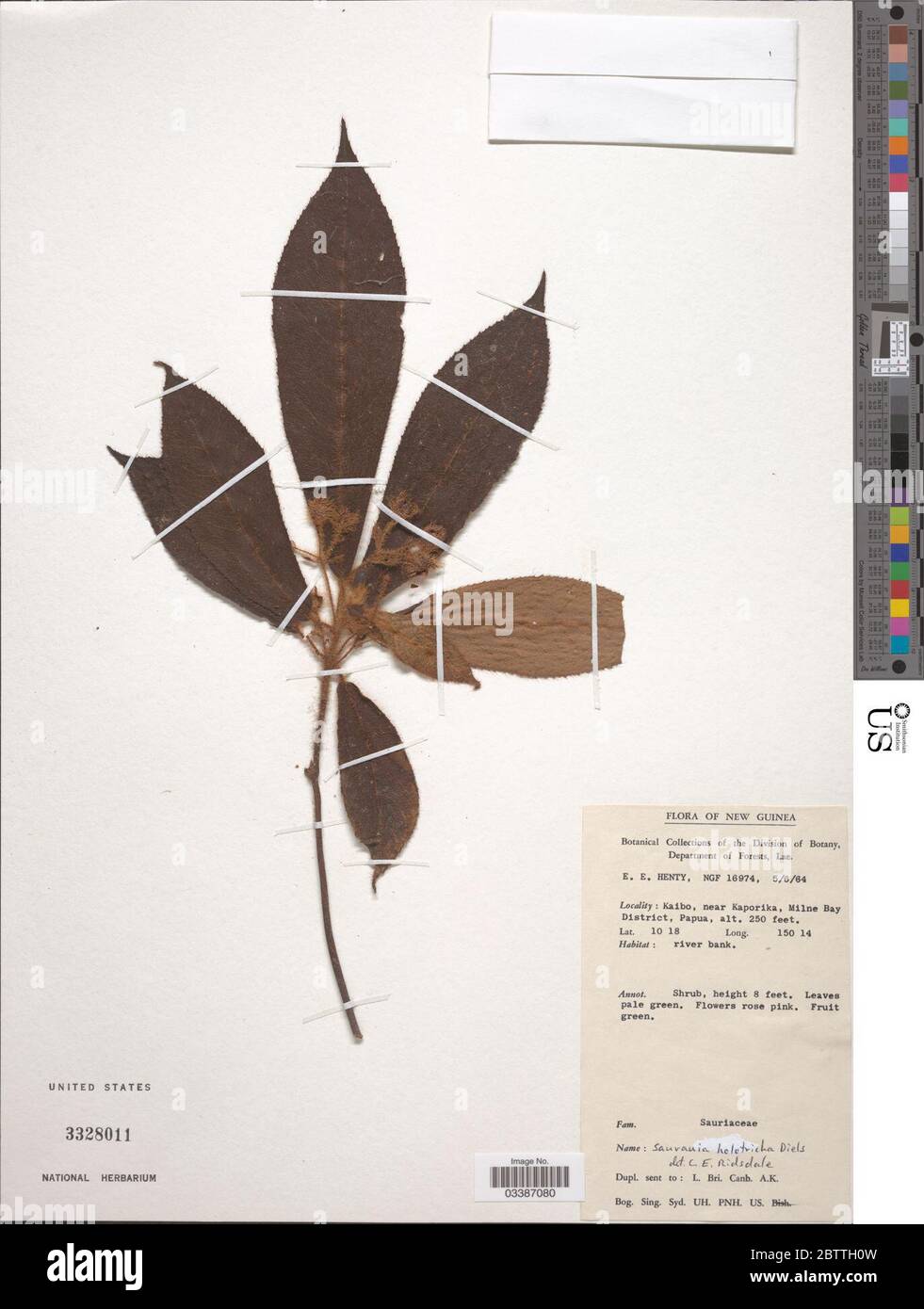Saurauia holotricha Diels. Stock Photo
