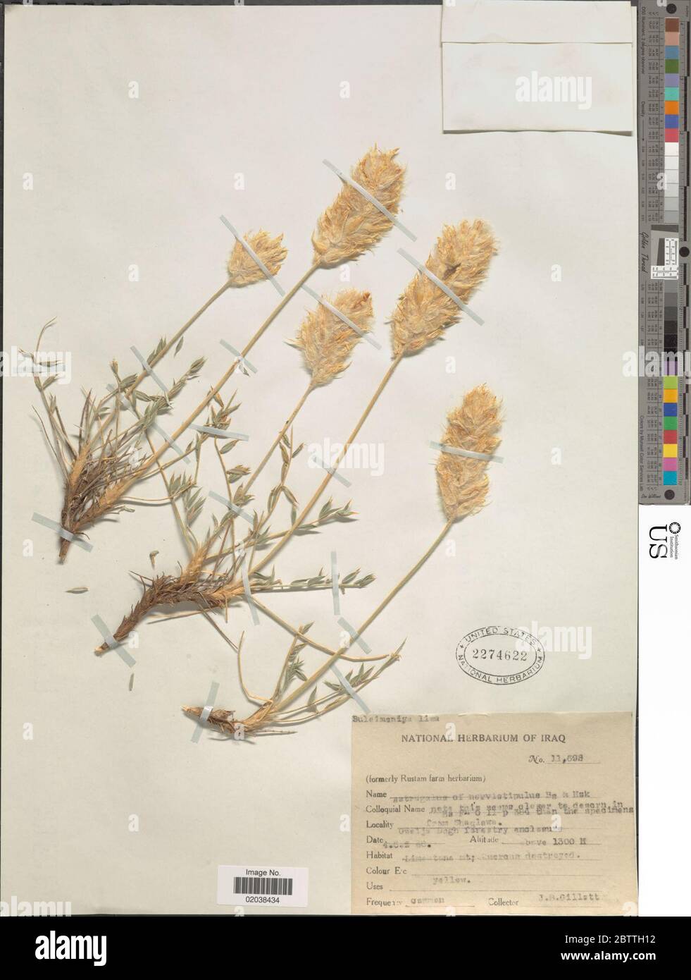 Astragalus nervistipulus Boiss Hausskn. 28 Dec 20171 Stock Photo
