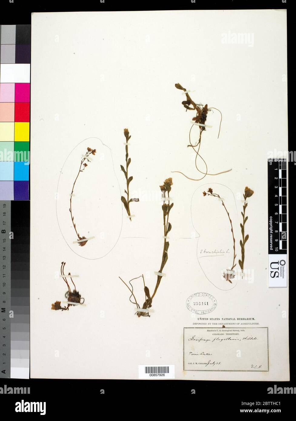 Saxifraga flagellaris Willd ex Sternb. Stock Photo
