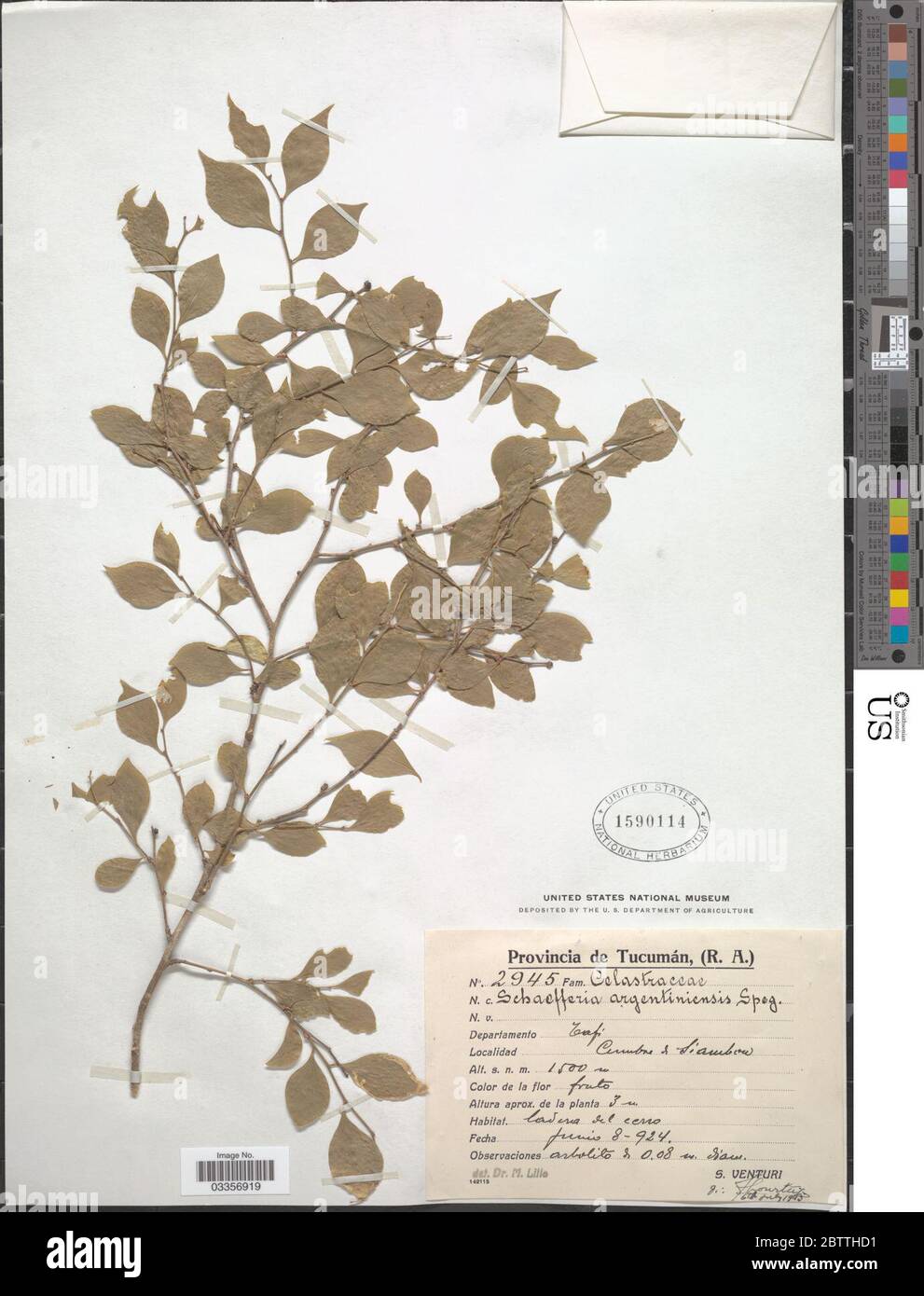 Schaefferia argentinensis Speg. Stock Photo