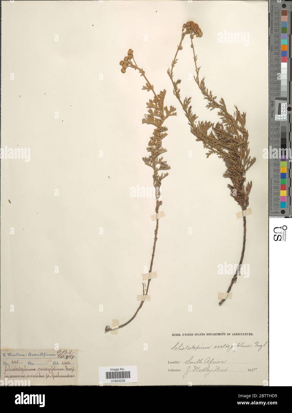 Schistostephium crataegifolium DC Fenzl ex Harv. Stock Photo