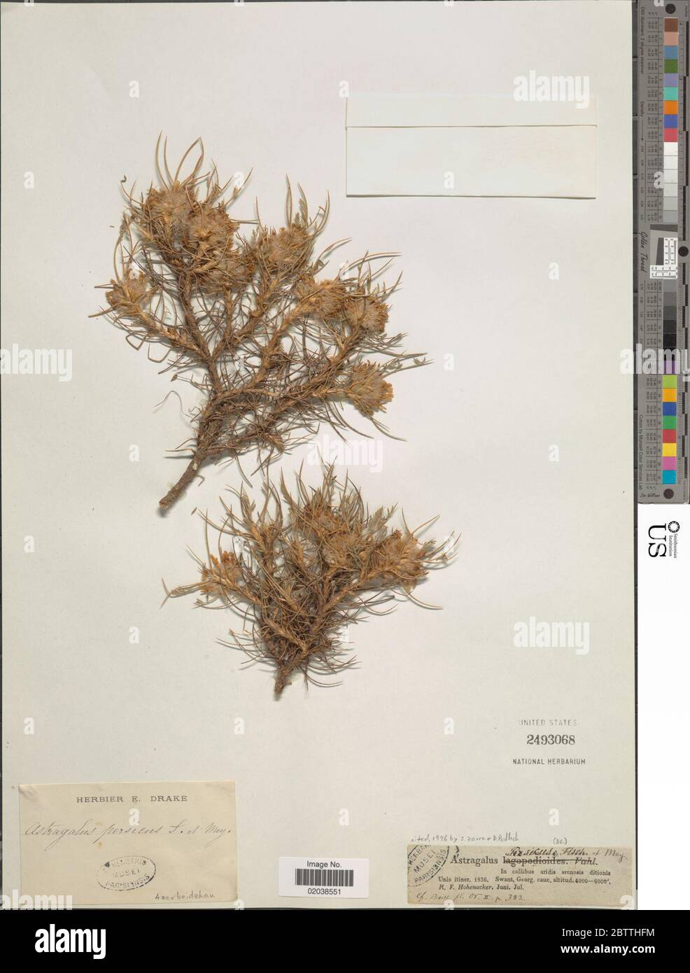 Astragalus persicus Fischer Meyer ex Bunge. 11 Jan 20181 Stock Photo