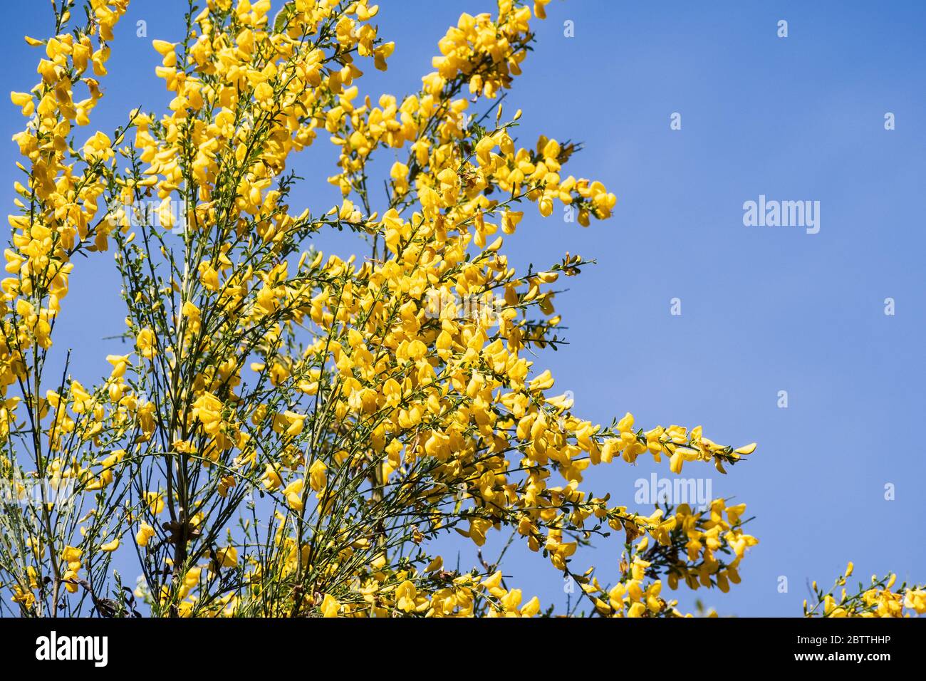 Scotch Broom; English Broom; Common Broom (Cytisus scoparius, Sarothamnus scoparius) in bloom; Santa Cruz Mountains, California Stock Photo