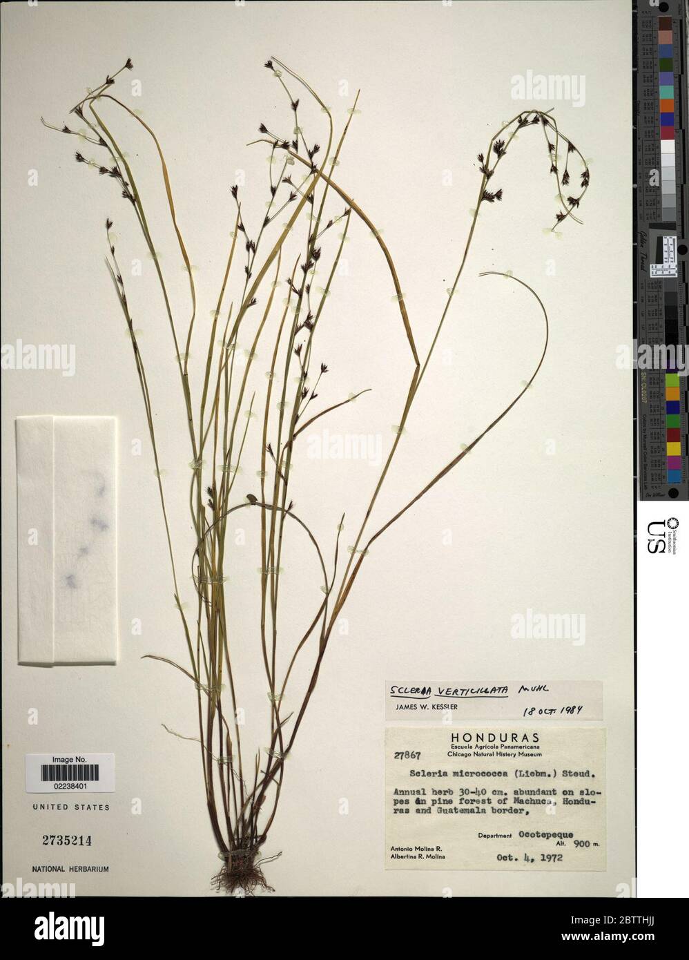 Scleria verticillata Muhl ex Willd. Stock Photo