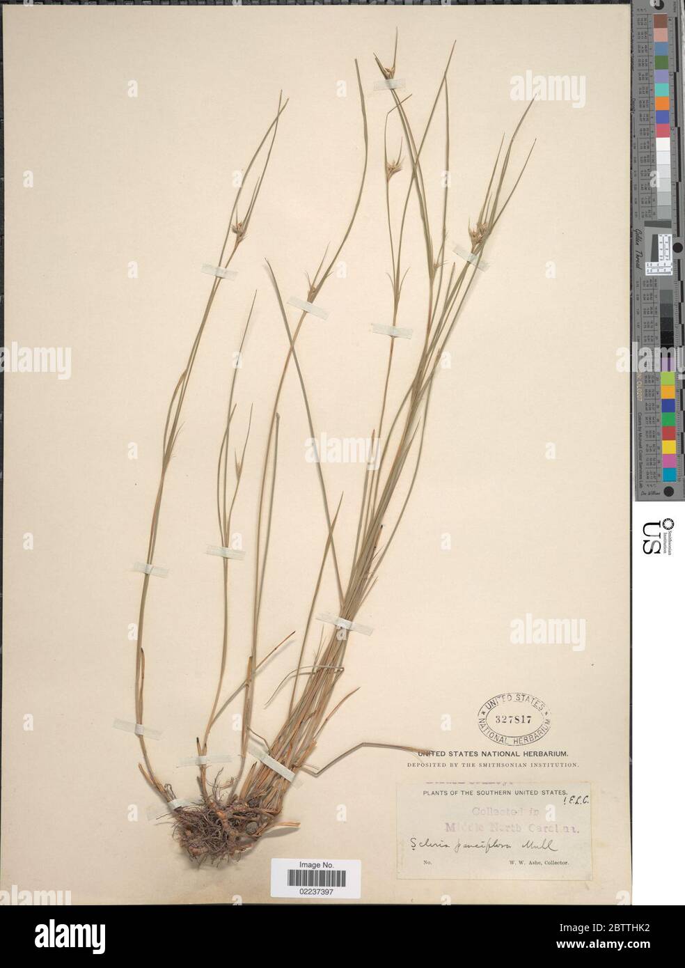 Scleria pauciflora Muhl ex Willd. Stock Photo